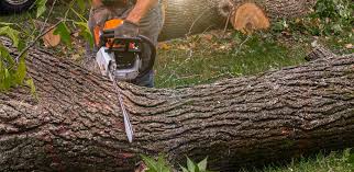 Hurst, TX Tree Care Services Company